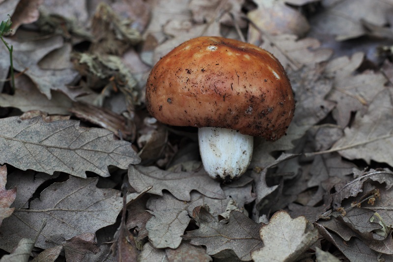 determinazione funghi