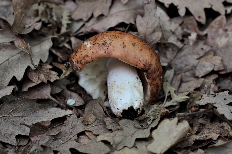 determinazione funghi