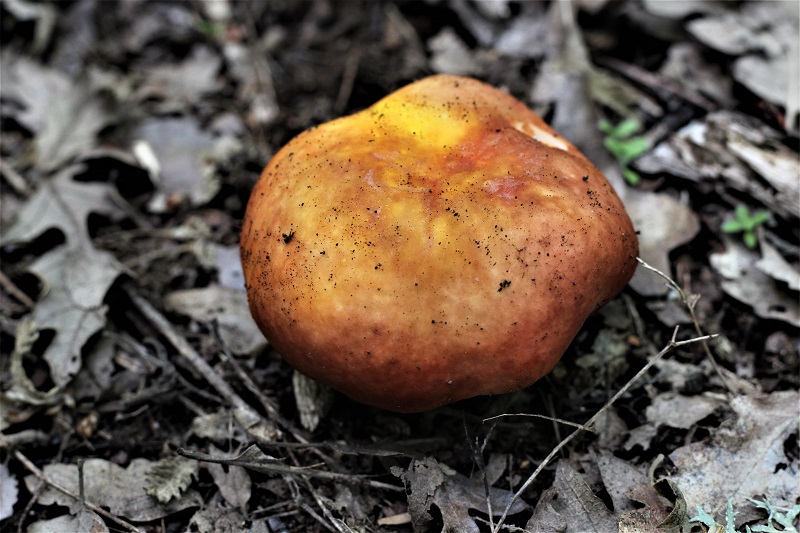 determinazione funghi