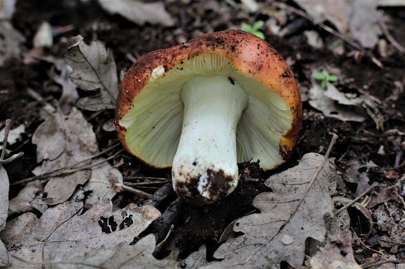 determinazione funghi