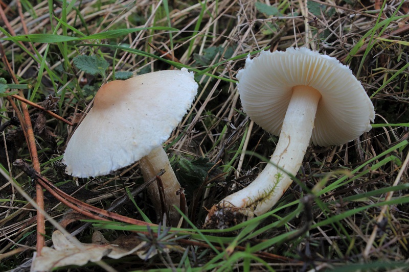 Lepiota da daterminare:  Lepiota cfr. oreadiformis