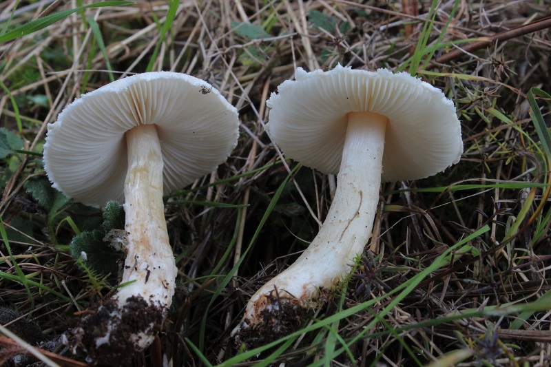 Lepiota da daterminare:  Lepiota cfr. oreadiformis