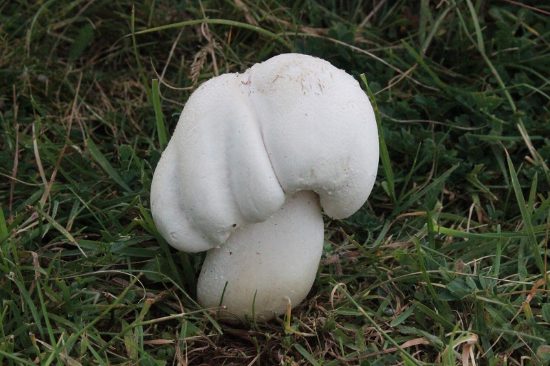 Agaricus da determinare