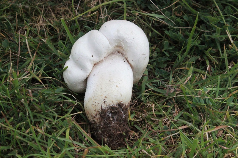 Agaricus da determinare