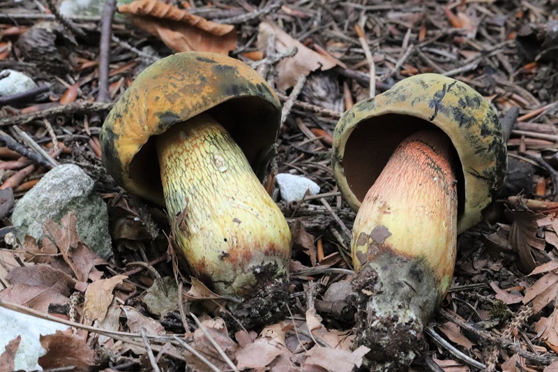 Boletus da determinare