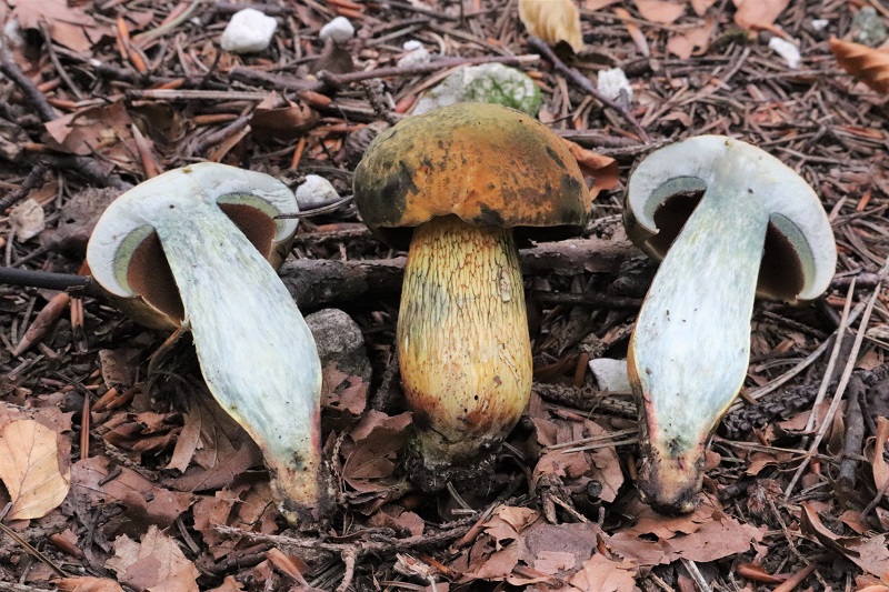 Boletus da determinare