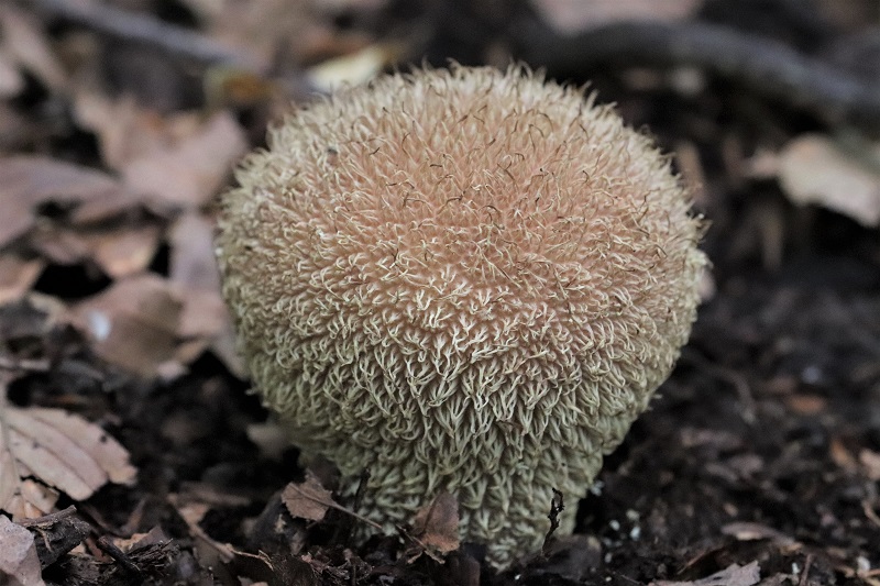 Lycoperdon?