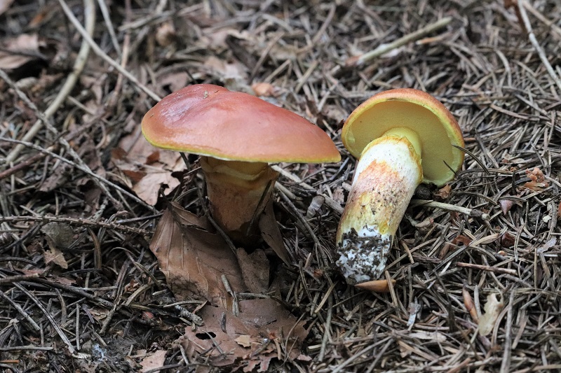 Suillus?