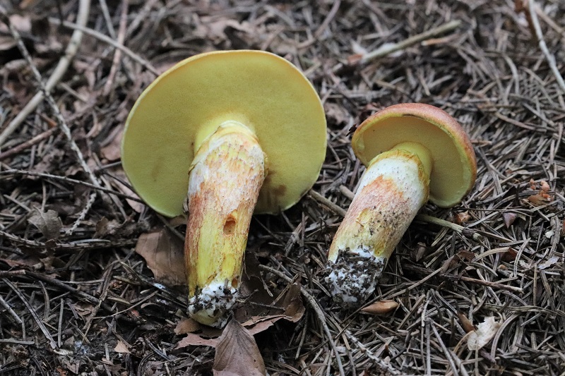 Suillus?