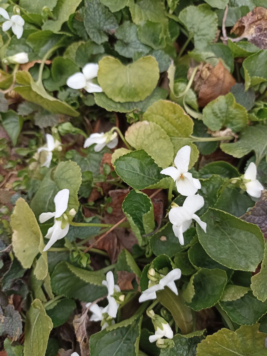 Viola odorata bianca?  Viola alba?   Da rianalizzare