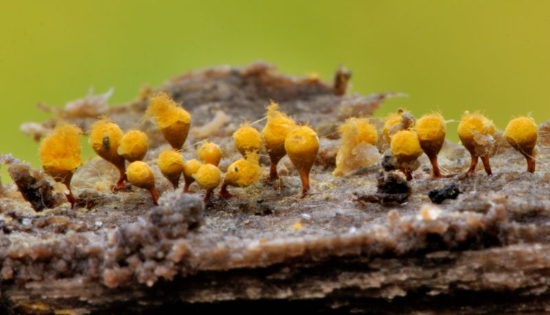 Forse .... Hemitrichia clavata