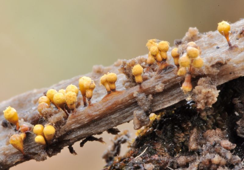 Forse .... Hemitrichia clavata