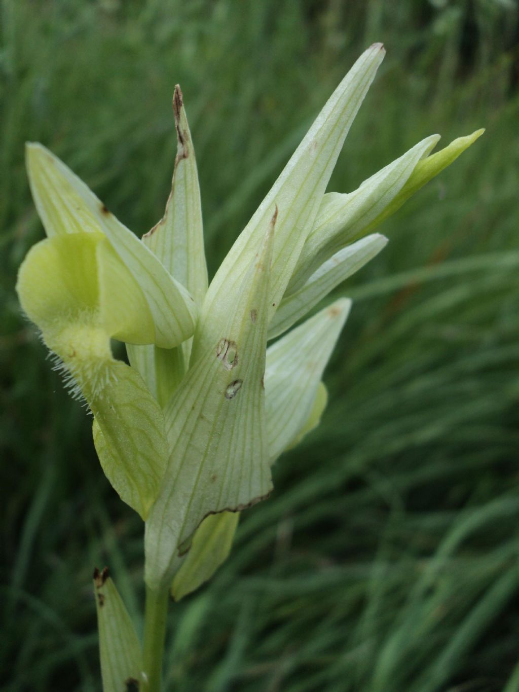 Serapias Vomeracea Apocromica