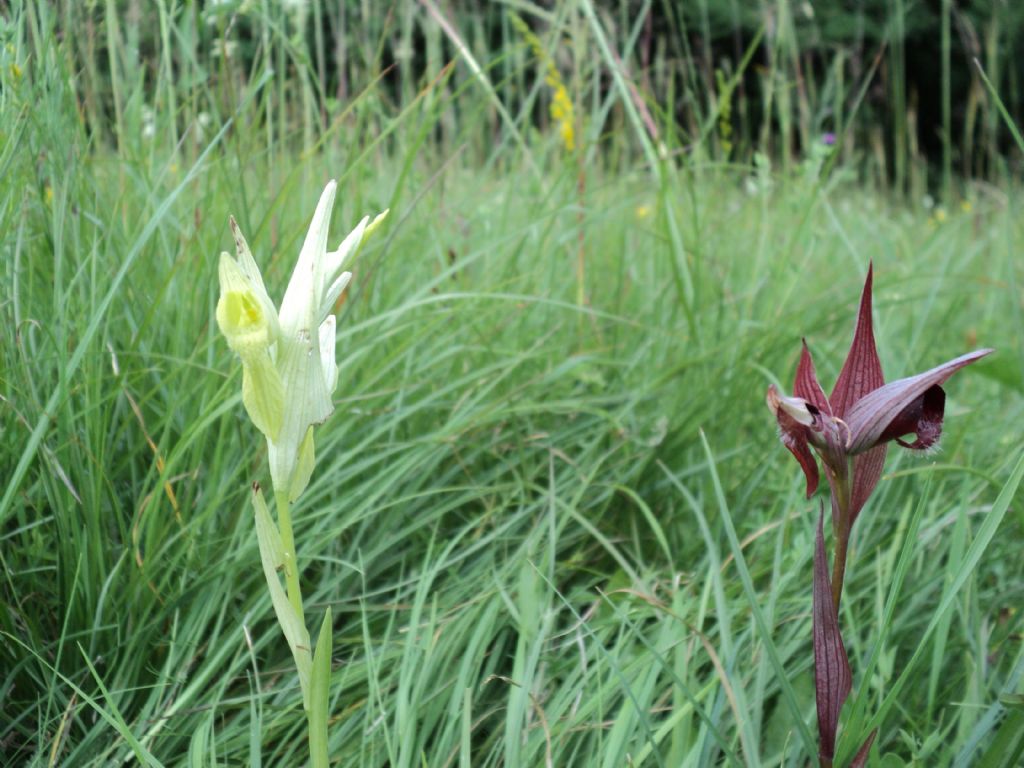 Serapias Vomeracea Apocromica