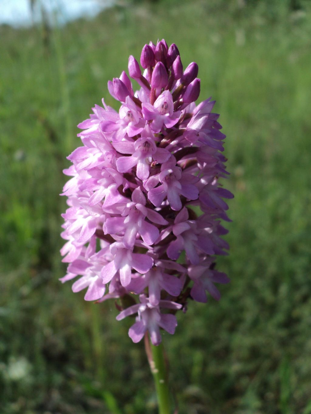 Anacamptis Pyramidalis in tre colorazioni