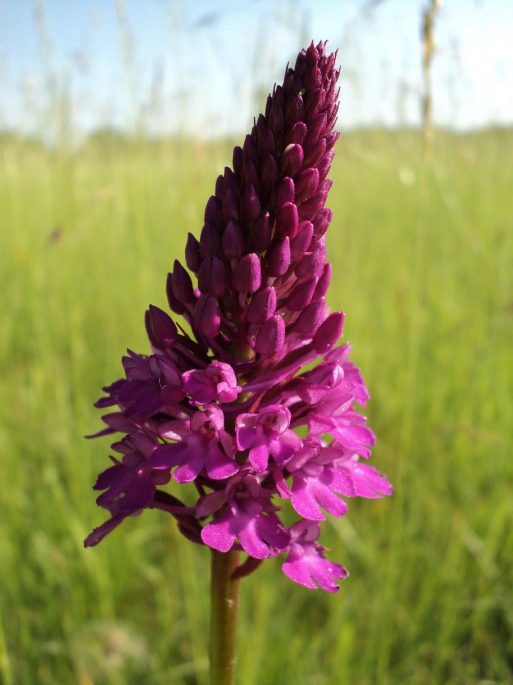 Anacamptis Pyramidalis in tre colorazioni