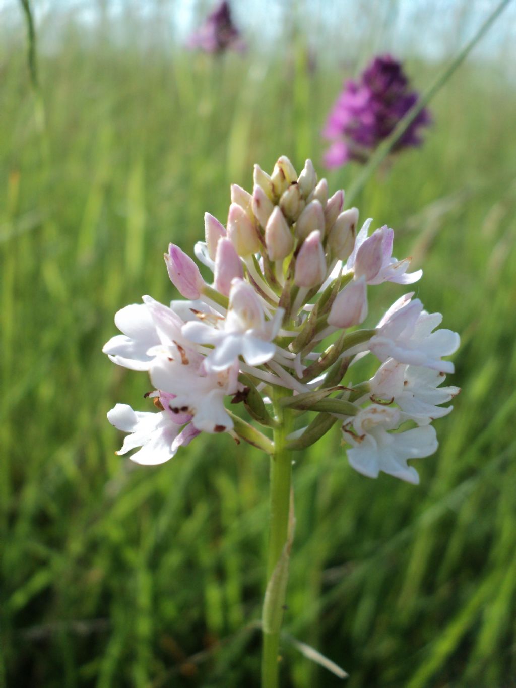 Anacamptis Pyramidalis in tre colorazioni