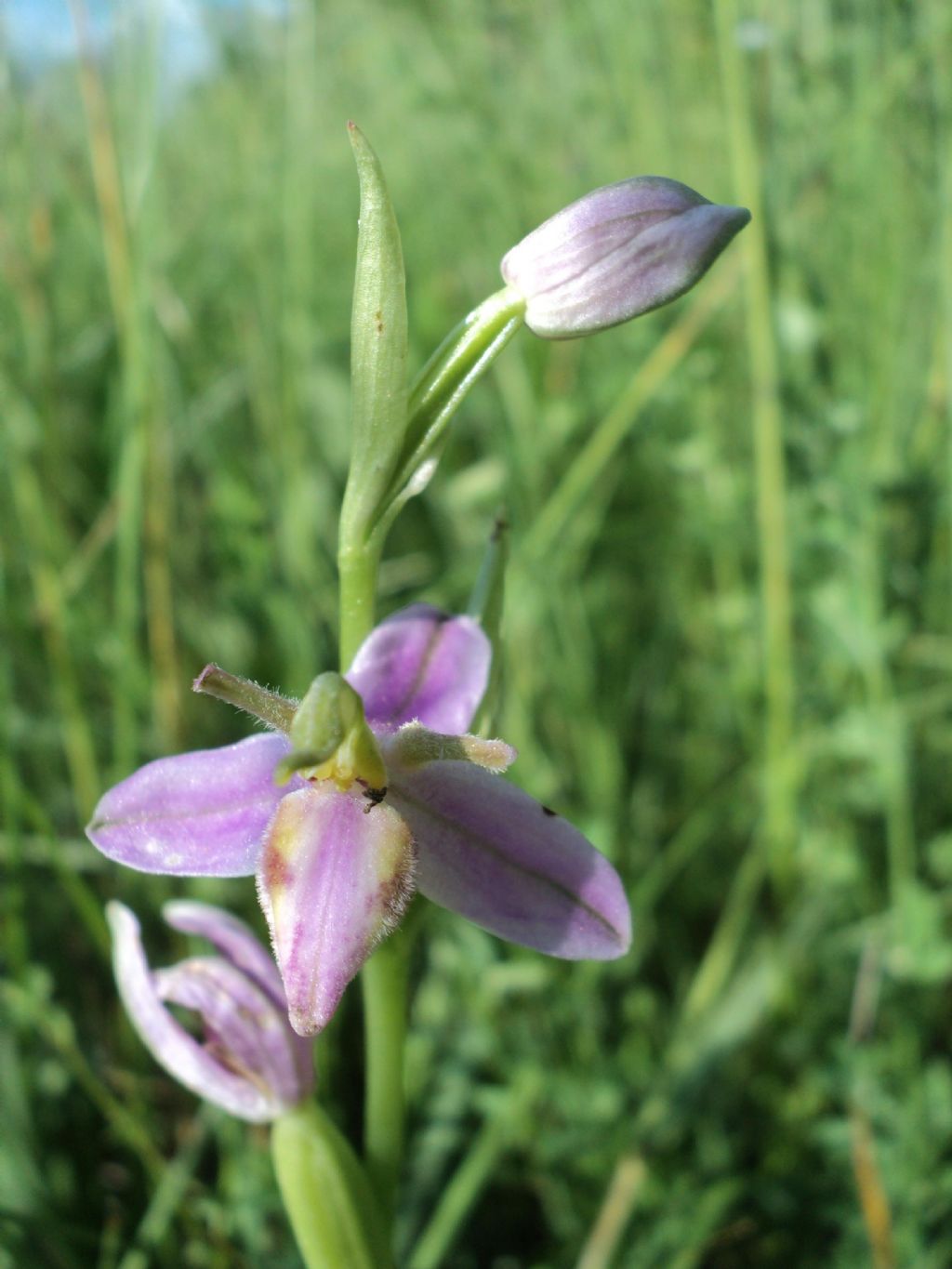 Ophrys apifera var. tilaventina