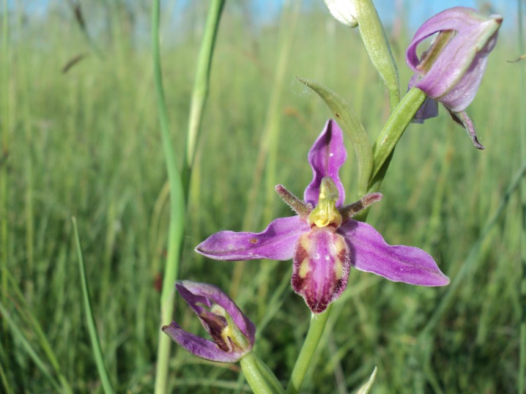 Ophrys apifera var. tilaventina