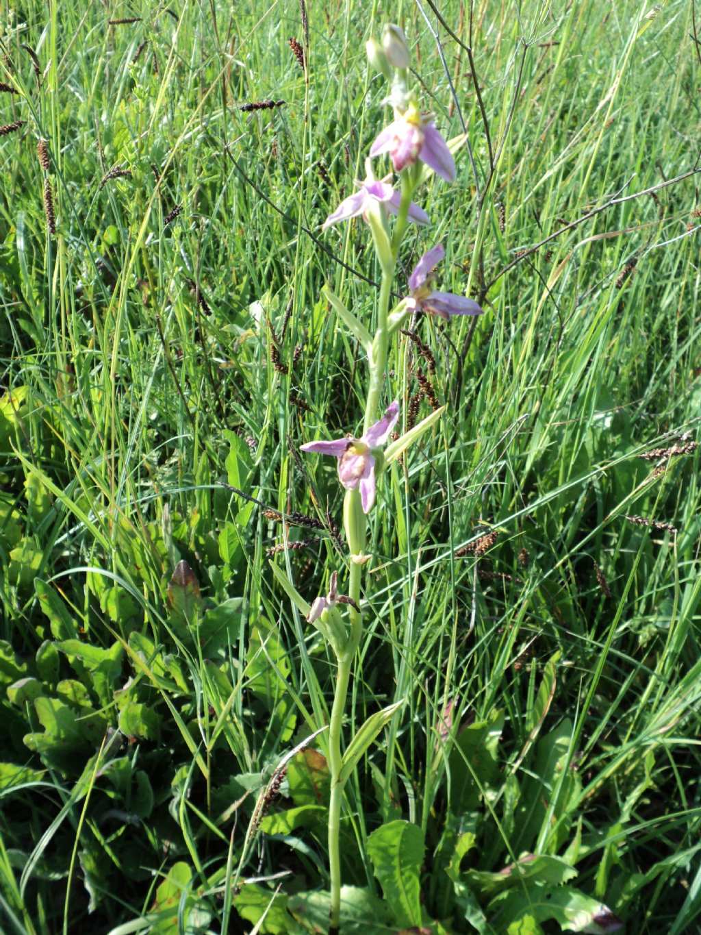 Ophrys apifera var. tilaventina