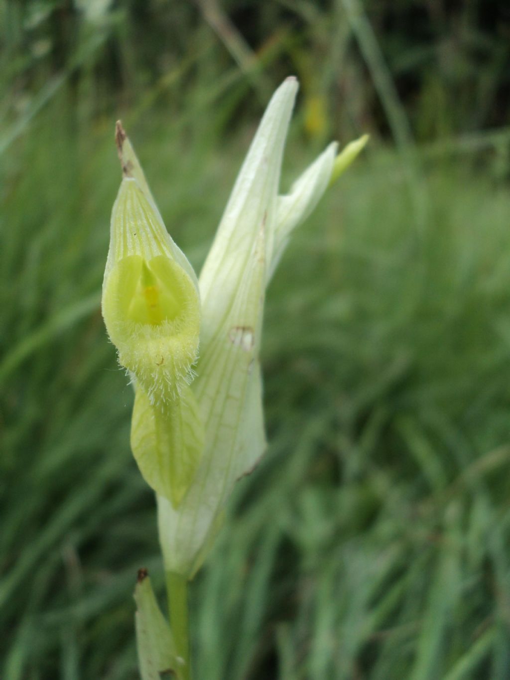 Serapias Vomeracea Apocromica