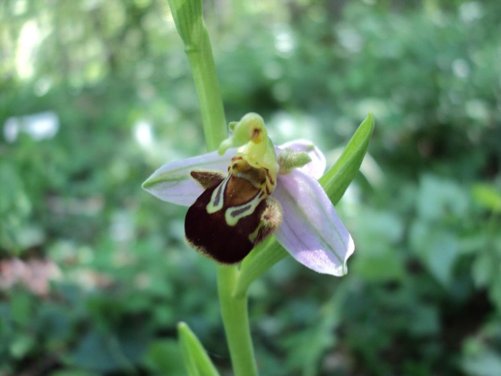 Ophrys da identificare