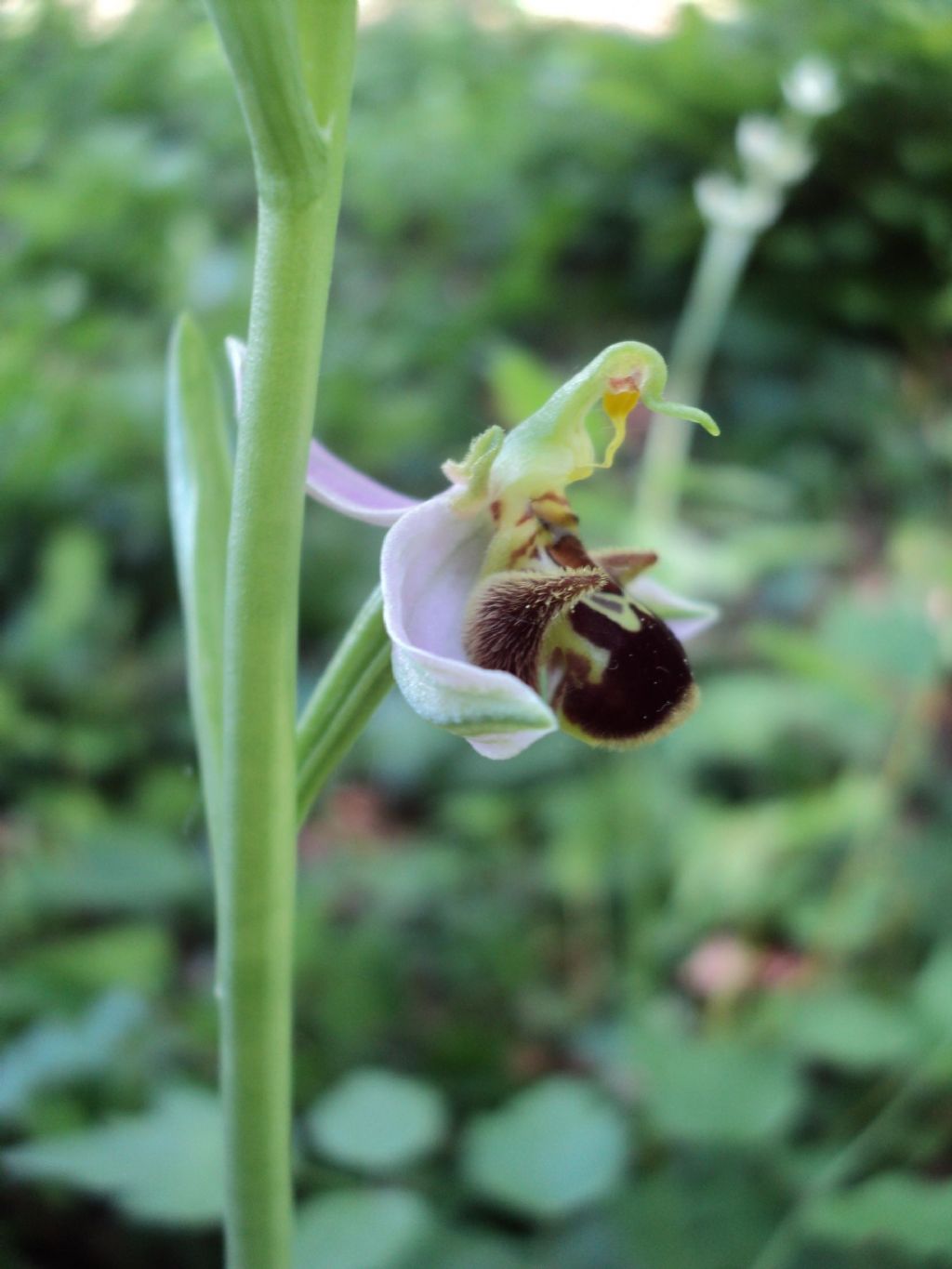 Ophrys da identificare