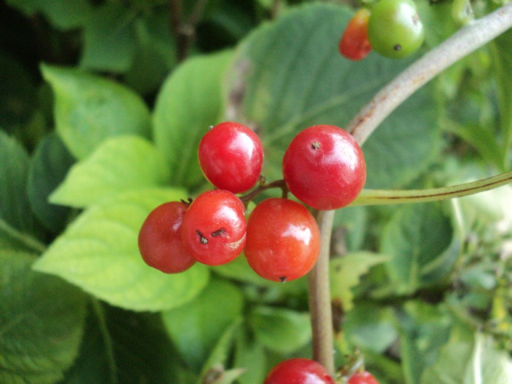 Dioscorea communis (=Tamus communis) / Tamaro