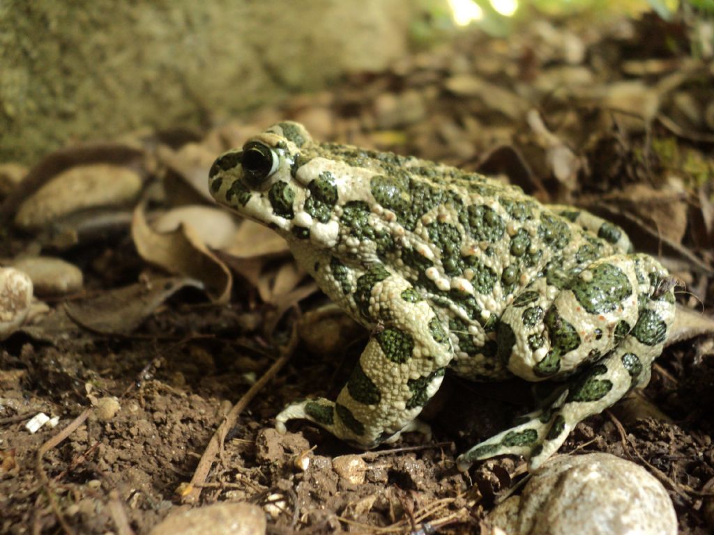 Rospo smeraldino (Bufotes viridis) nel giardino di casa