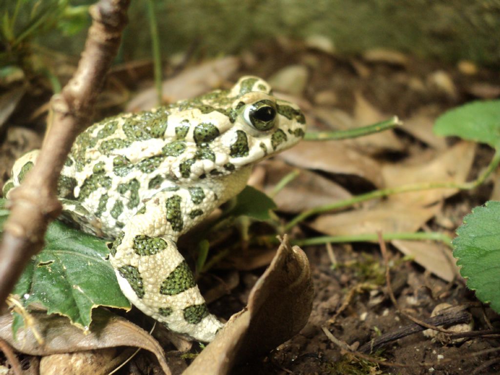 Rospo smeraldino (Bufotes viridis) nel giardino di casa