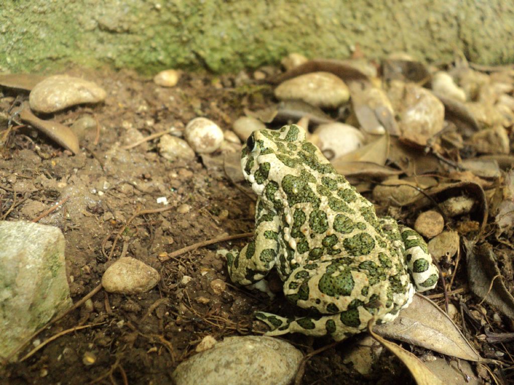 Rospo smeraldino (Bufotes viridis) nel giardino di casa