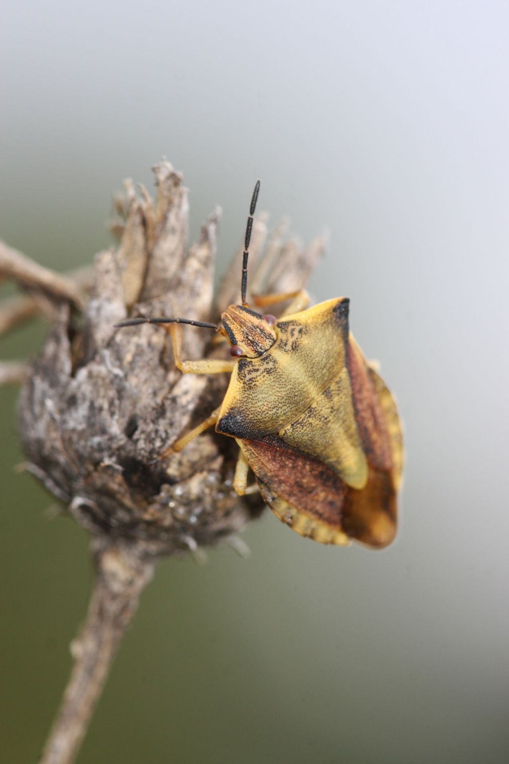 Pentatomidae:  Carpocoris fuscispinus