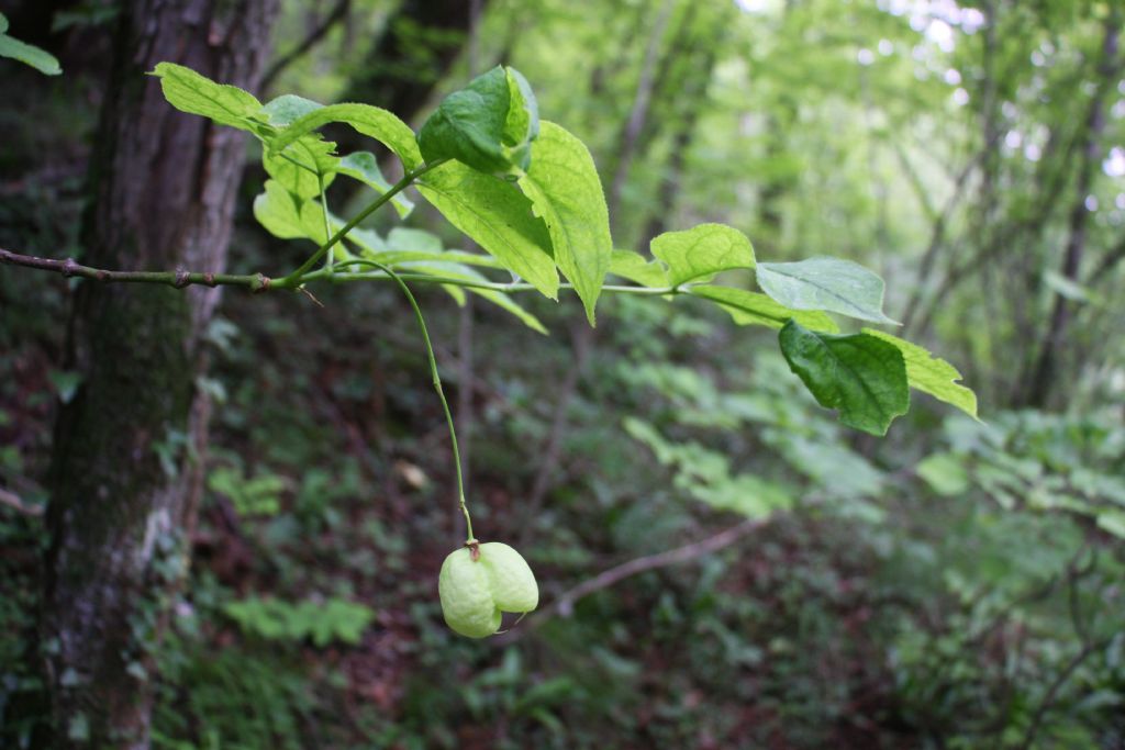 Staphylea pinnata / Bossolo