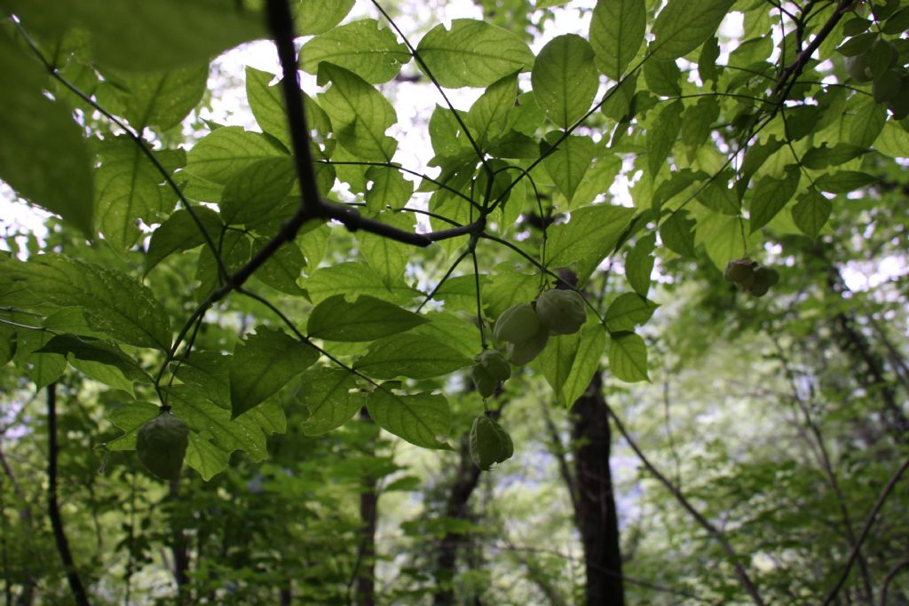 Staphylea pinnata / Bossolo