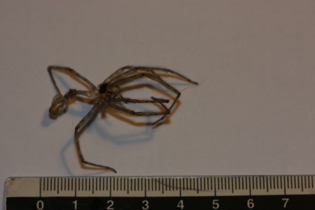 Tegenaria parietina - Premariacco (UD)