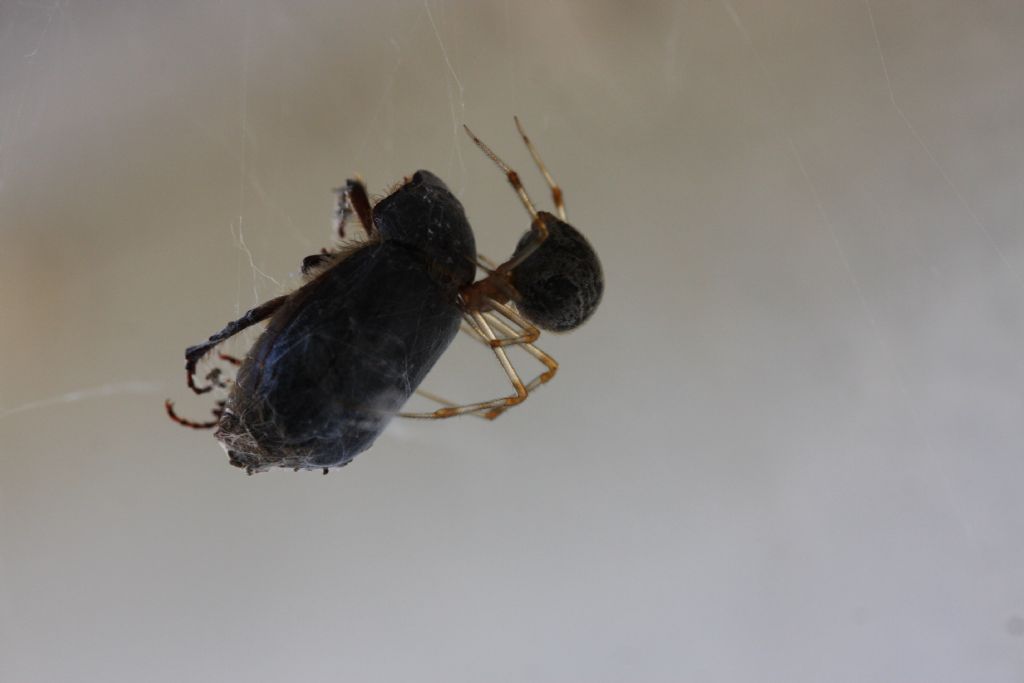 Parasteatoda tepidariorum  - Premariacco (UD)