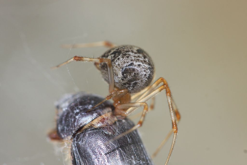 Parasteatoda tepidariorum  - Premariacco (UD)