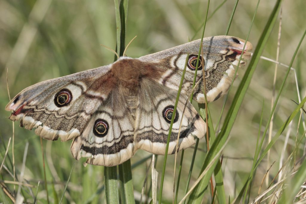 Id falena - Saturnia pavoniella, Saturniidae