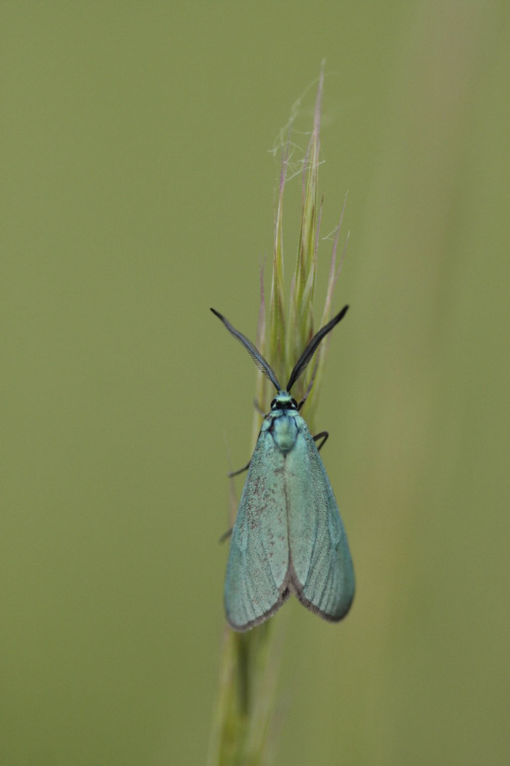 Zygaena id?