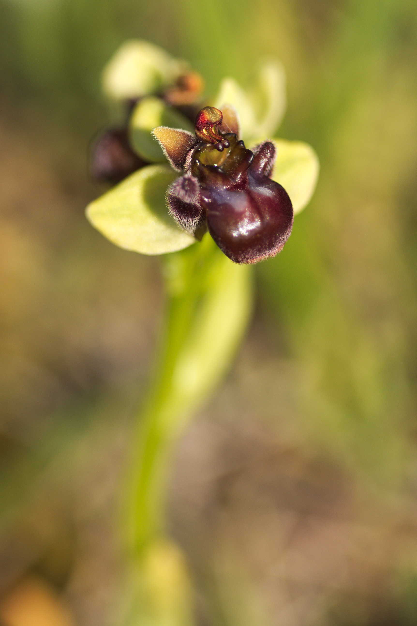 Ophrys bombyliflora ?