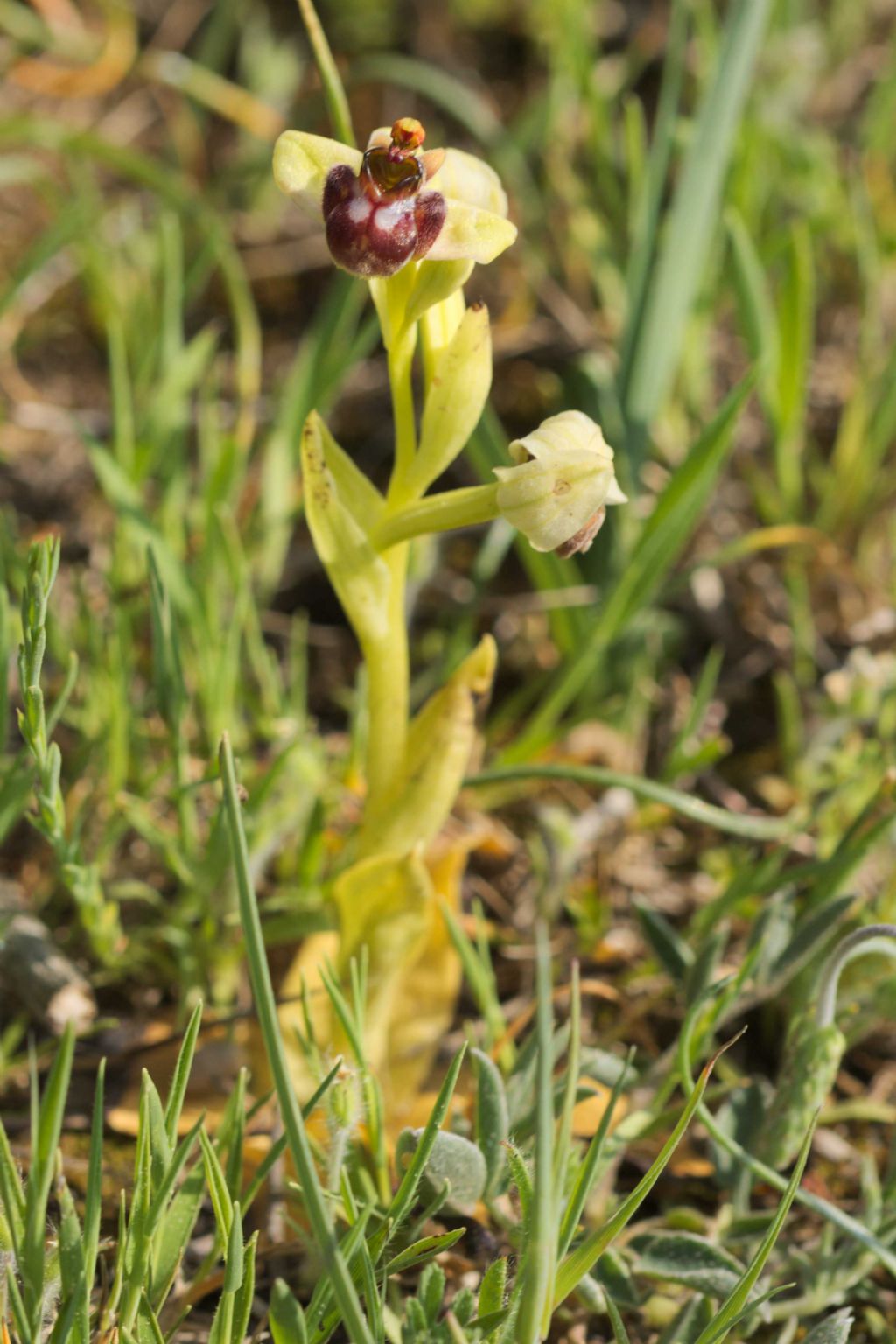 Ophrys bombyliflora ?