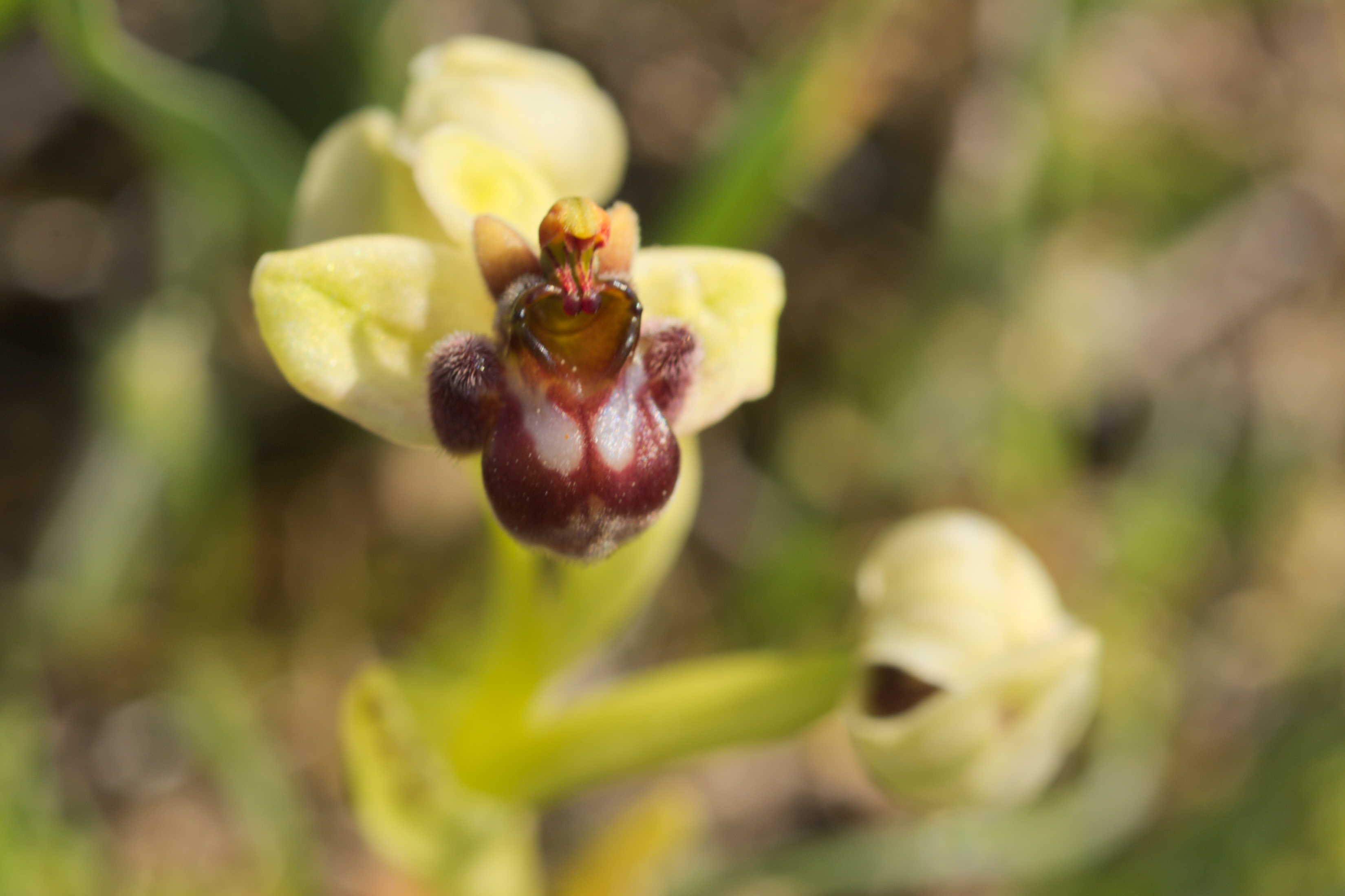 Ophrys bombyliflora ?