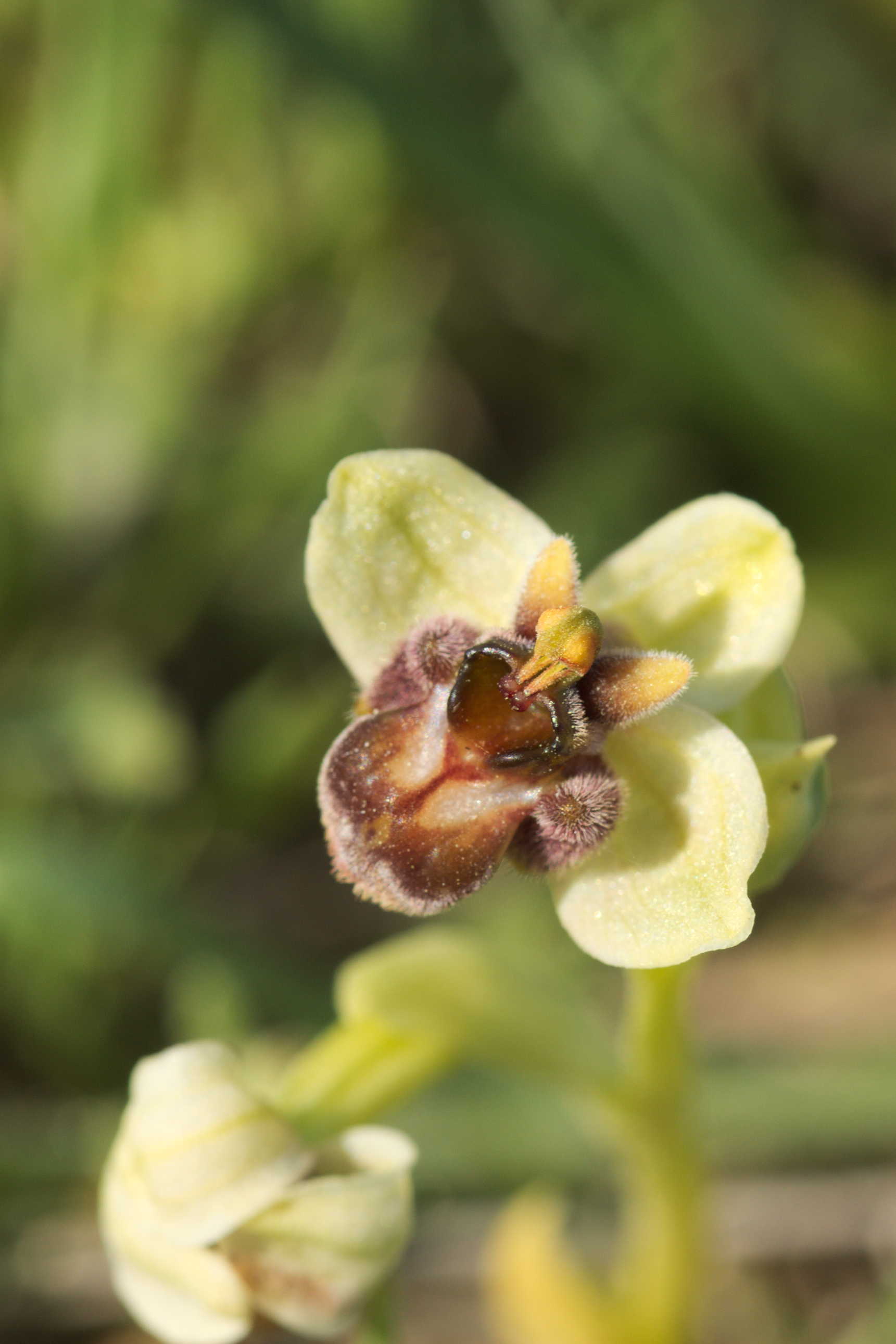 Ophrys bombyliflora ?