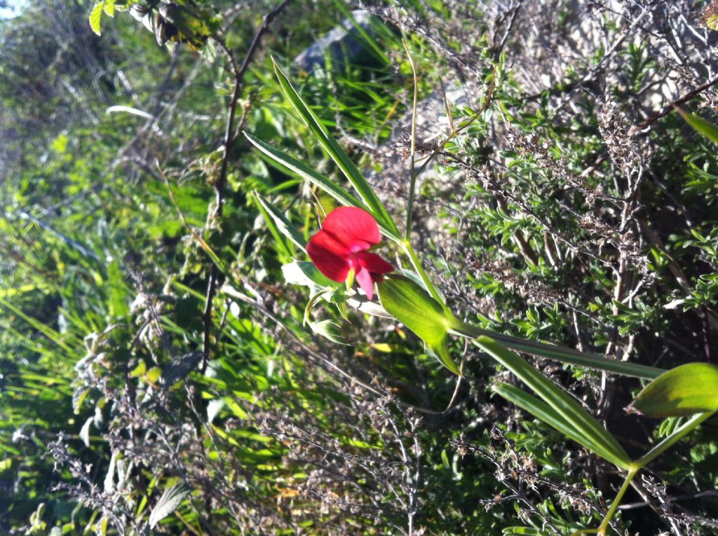 Lathyrus cicera