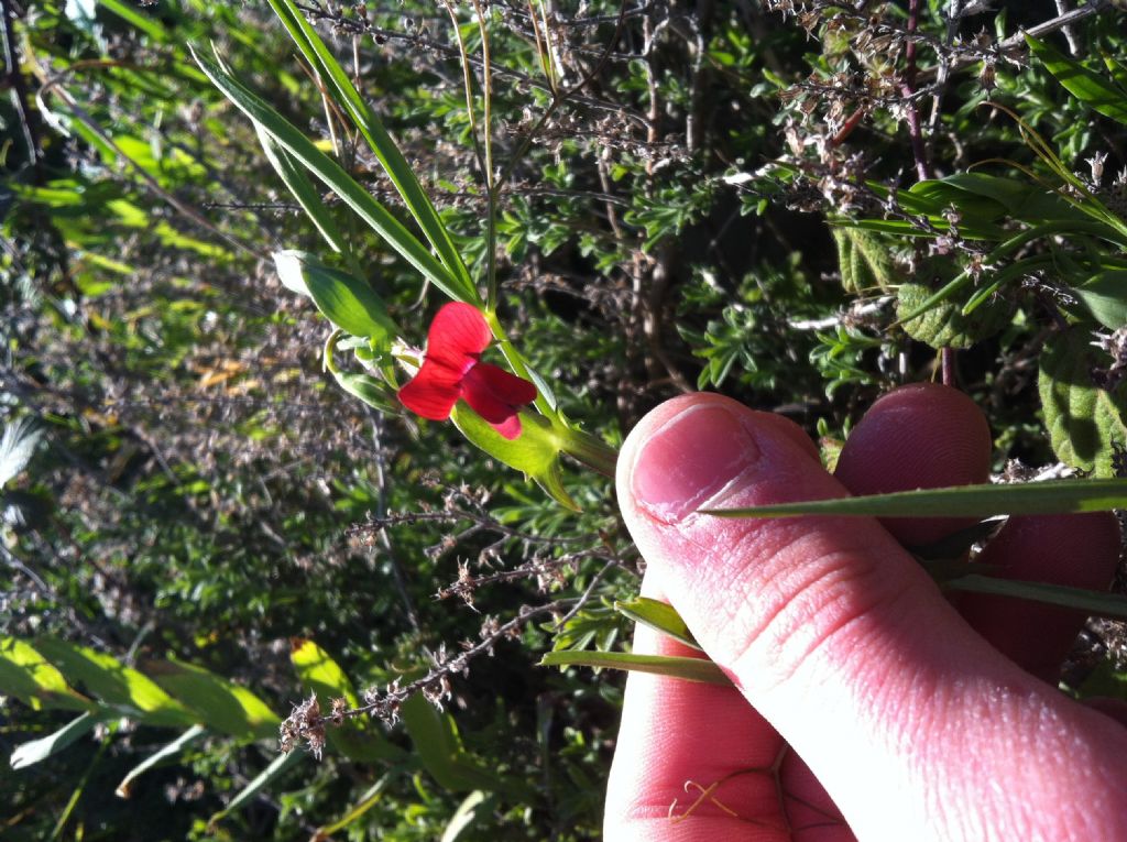 Lathyrus cicera