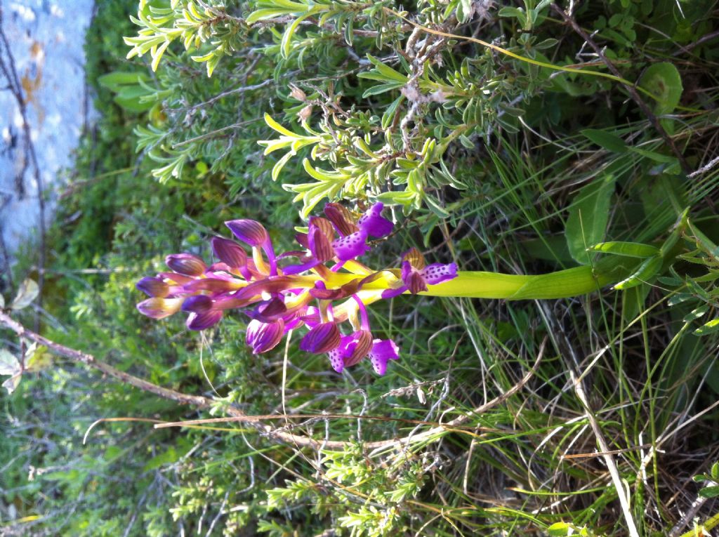 Anacamptis morio