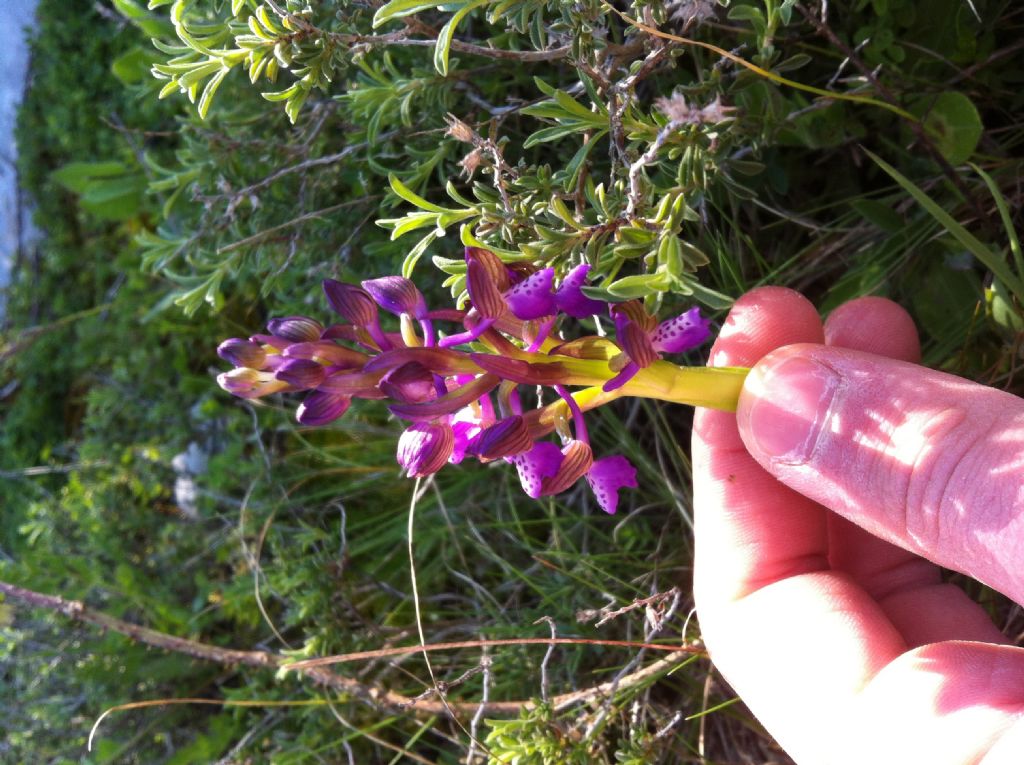 Anacamptis morio