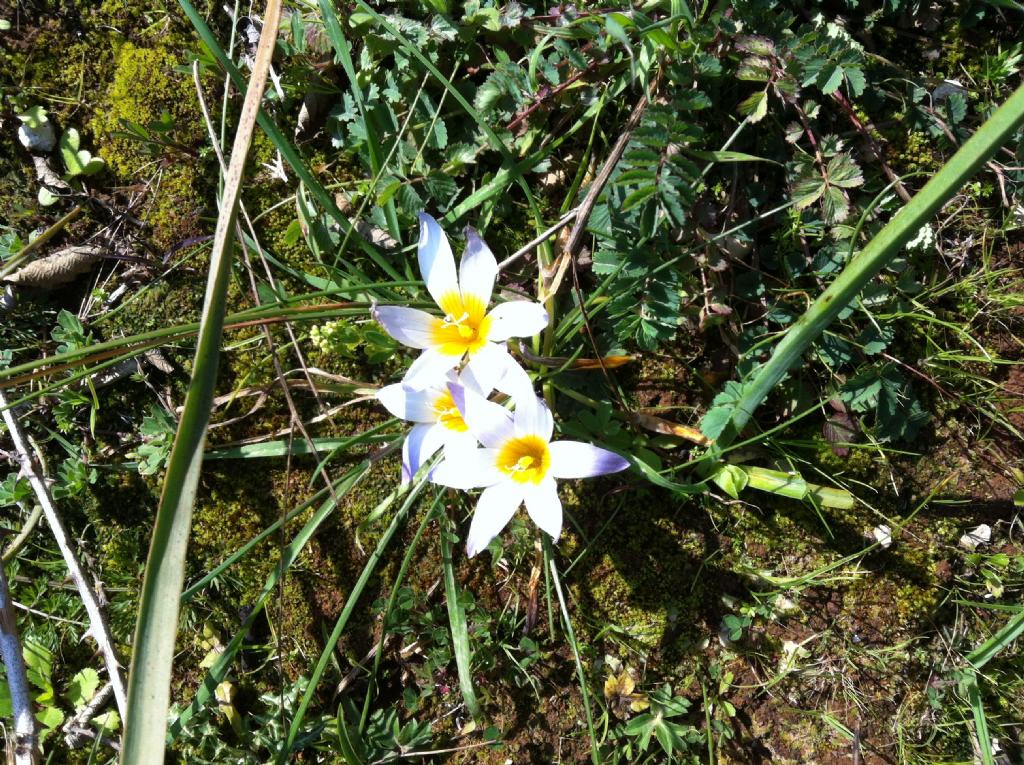 Romulea bulbocodium