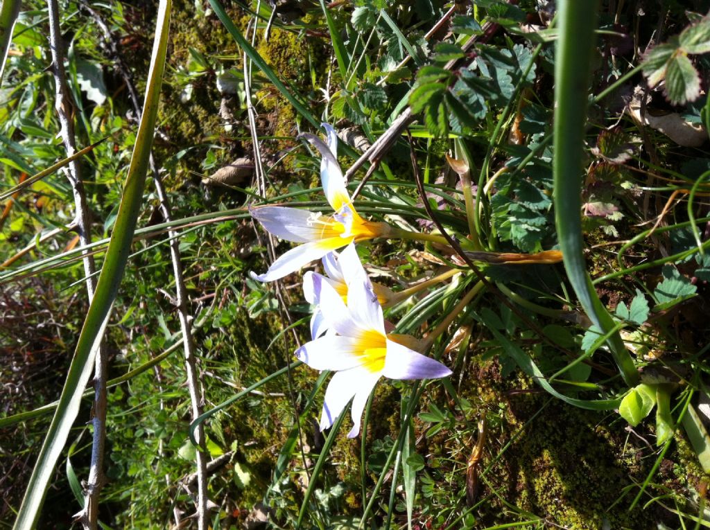 Romulea bulbocodium