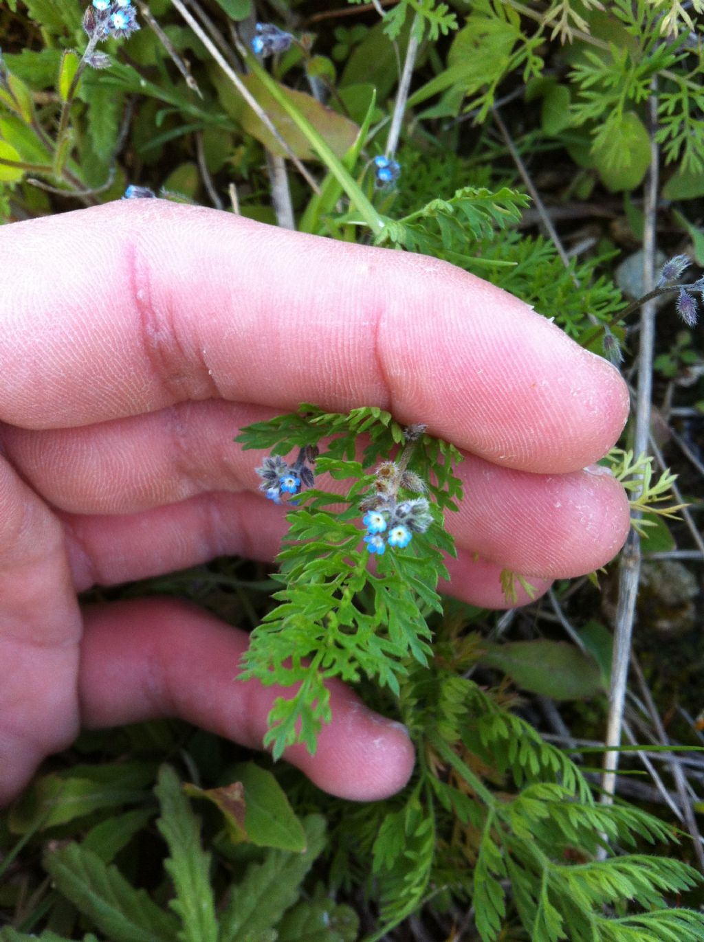 Nome Scientifico? - Myosotis sp.